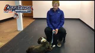 Frankie, 1 year Pitt Bull, Basic Lesson Lehigh Valley Dog Trainers: Off Leash K9 Training |||