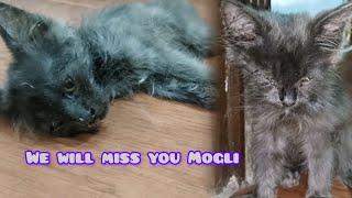 Kab kia ho jaye pata nhi chalta || Miss you Mogli