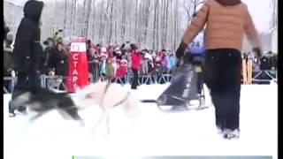 Приют "Хати" на Рождественской гонке 2015