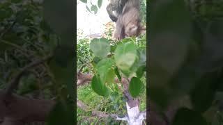 котята Липецк, отдам даром