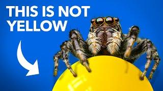 What Jumping Spiders Teach Us About Color