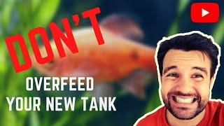 Don't Overfeed Your New Tank