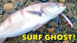 White Sea Bass while Surf Fishing [Catch MORE Fish]!