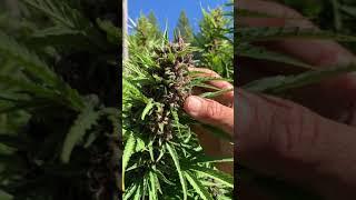 When Is Cannabis Flower Ready To Harvest?