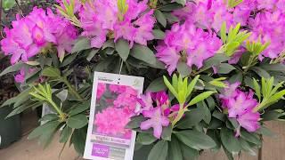 Rhododendron 'English Roseum' // LARGE, ELEGANT, Tough and Easy to Grow Evergreen