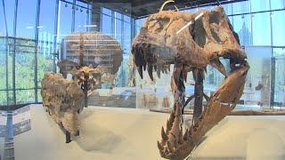 Bigger is better at Seattle's brand new Burke Museum - KING 5 Evening