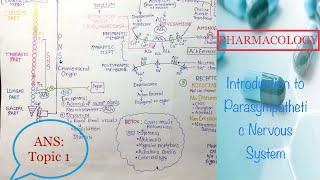 Pharmacology revision videos series:ANS:Parasympathetic Nervous System(PNS)