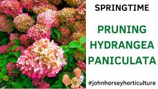 HOW TO PRUNE HYDRANGEA PANICULATA - SPRINGTIME PRUNING