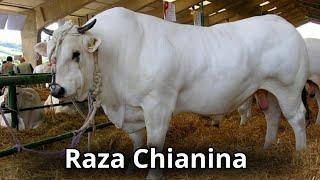 Raza Bovina Chianina. La raza de ganado más grande del mundo.