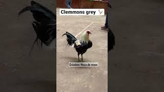 Clemmons grey ganador  campeonato internacional de gallos #intercontinental #piedecria