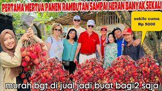 PERTAMA MERTUAKU PANEN RAMBUTAN DI INDONESIA ,HERAN DAPAT BANYAK SEKALO &HARGANYA MURAH BUAT BAGI2