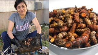 Therapeutic Gardening Harvesting Turmeric Mango Ginger Haldi Adrak vlog | Bhavna's Kitchen