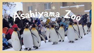 Cutest Penguin Parade in Hokkaido | The northernmost zoo in Japan - Asahiyama Zoo 