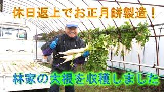 勤労感謝の日をカチ無視してお正月餅製造です・８５歳の母の作った大根を収穫をしました・2024