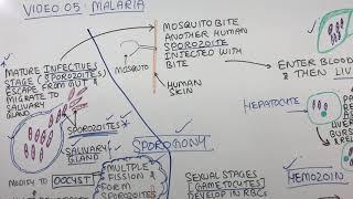 Life cycle of Malaria (coming soon)