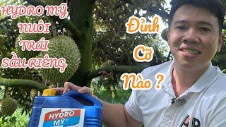HYDRO MỸ Nuôi TRÁI SẦU RIÊNG đỉnh CỠ NÀO ?