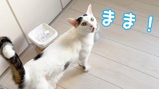 朝からたくさん「ママ」と喋ってくれる猫チロさん！