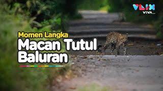 Momen Langka! Macan Tutul Terekam Kamera di Baluran, Ayo Kita Lestarikan!