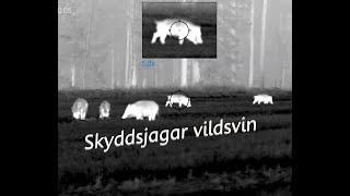 Skyddsjakt på vildsvin. Skjuter tre vildsvin med Termiskt sikte.