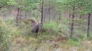 Calling a Sika Stag