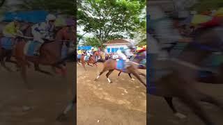 Pacu kuda piala gubenur Sumbar #horse #pacuankudaindonesia #horseracing