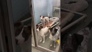 So many precious pups waiting at the shelter currently  please open your heart and adopt!