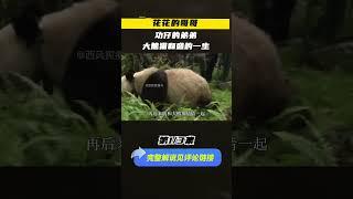 （1/3）花花的哥哥，功仔的弟弟，大熊猫和盛的一生 #生物 #panda #自然