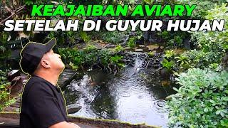 SEMALAMAN AVIARY DI GUYUR HUJAN, BESOK PAGINYA JADI SEJUK BANGET..!