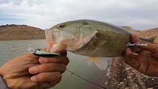 فراجة ومتعة مع صيد سمك البلاك باس .#صيد_السمك #السمك #fishing