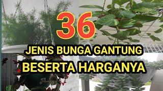 36 Jenis Tanaman hias (bunga) gantung lengkap beserta kisaran harganya