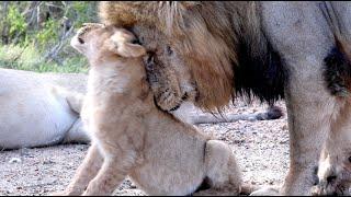 Male Lion Shows His Son Some Love (Mandevu)