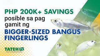 Save PHP 200,000++ sa paggamit ng bigger-sized Bangus fingerlings | TatehTV Episode 152