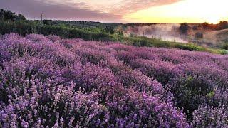 Peaceful music for relaxed listening, meditation, stress relief. Lilac Day. Нежная музыка для души.