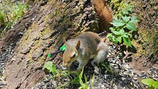 Lights out Squirrel Hunting with a Mini Striker Pistol Crossbow