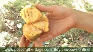 WHAT'S PAWPAW FRUIT AND HOW CAN YOU GET SOME? (Asimina triloba)