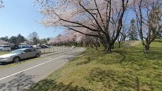 Cherry Blossom Trees in Kajo Park - Insta360 EVO 5.7K 3D VR180