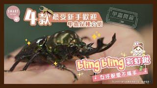 【甲蟲開箱】4 款「最受新手歡迎」甲蟲品種介紹｜ “bling bling” 彩虹鍬  女仔都愛不釋手！