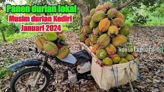 panen durian lokal ,musim durian Kediri Januari 2024