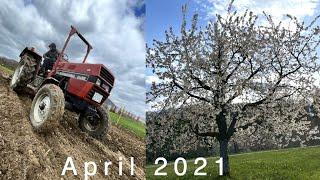 Begrünung einsäen! | Kirschblüte | Kühler und nasser April... | StreuobstVLOG #107