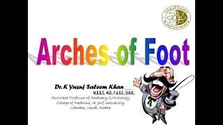 Arches of the Foot || Anatomy || Dr. Yusuf ||