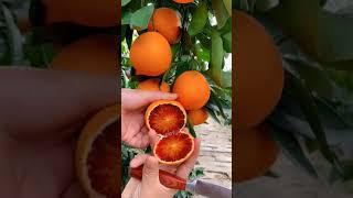  How To Cut Orange From My Farm | Fresh Fruit Cutting In My Farm