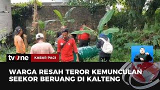 Ngeri! Beruang Madu di Kalteng Teror Warga | Kabar Pagi tvOne