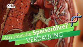 Speiseröhre - Verdauung | alpha Lernen erklärt Biologie