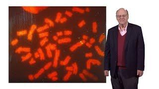 Robert Singer (Einstein) 1: Seeing is Believing: Imaging the Expression of Genes within Single Cells