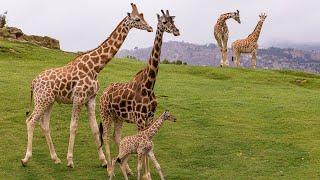 Welcome to the San Diego Zoo Safari Park