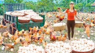 Harvesting Many Chicken Eggs, Duck Eggs, Geese, Quails Goes To The Market Sell - Farm Life