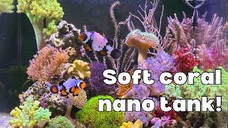 Soft coral dominant nano tank