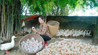 Harvesting Duck Eggs Go to the Market to Sell - Cooking Traditional Food | My Free Life