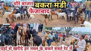 चौरे बाजार बकरा मंडी फैजाबाद  |Chaure Bazar Bakra Mandi |Faizabad Bakra mandi 2024