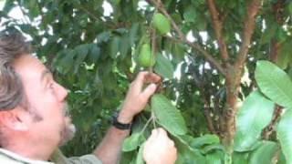 How to Prune a Guava Tree Pt. 2 Followup